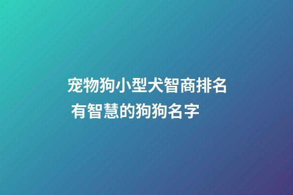 宠物狗小型犬智商排名 有智慧的狗狗名字